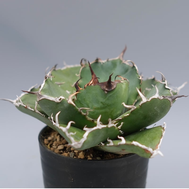 アガベ チタノタ 白鯨 Agave titanota white whale 220 | Su
