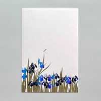 カキツバタ（白）