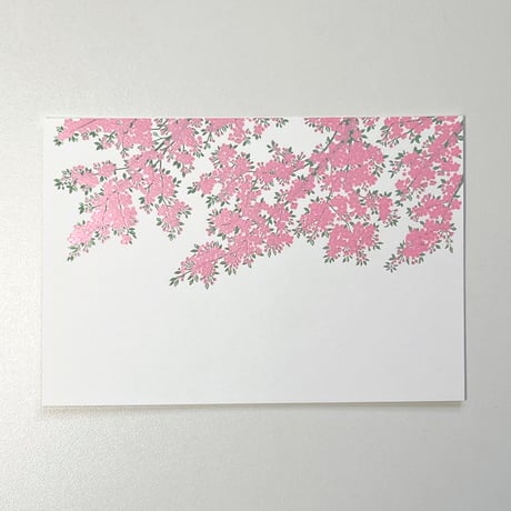 桜 サクラ