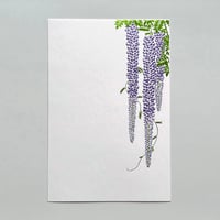 藤花 トウカ（白）