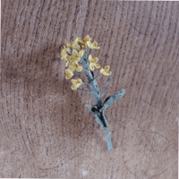 村上伊万里 ブローチ 菜の花