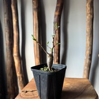 青坊主3周年記念グラ専鉢【VALIEM別注】 | 青坊主-aobouzu- | 塊根植物