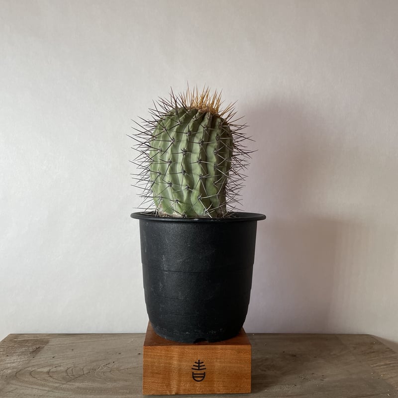 現地球 Copiapoa 大株 迫力 コピアポア ギガンティア 逆鱗丸 【公式通販】