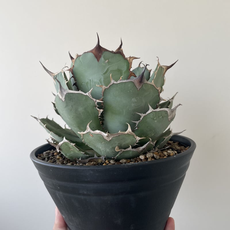 アガベ チタノタ 熊猫 イベント株 大株 新着】Agave titanota