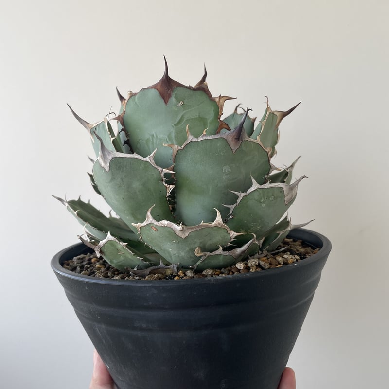 新着】Agave titanota panda【迫力抜群の大株】アガベ チタノタ 熊猫 |