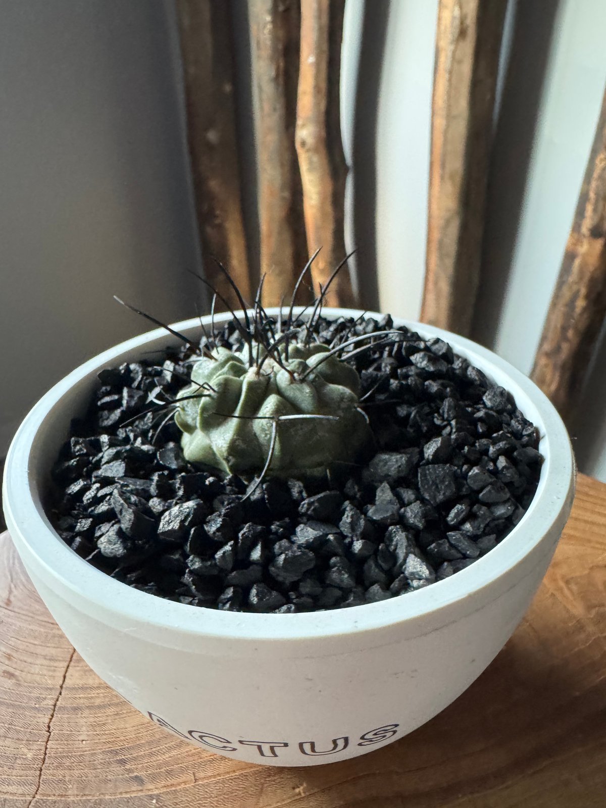 観葉植物 A 黒士冠 カキコ サボテン コピアポア Copiapoa dealbata