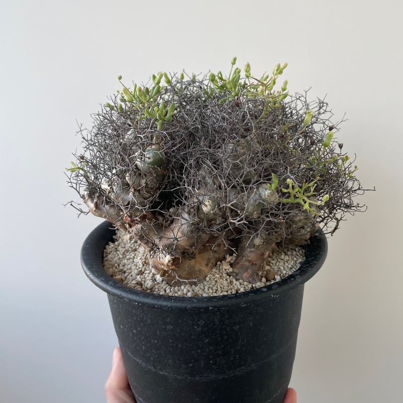 新着】Tylecodon reticulatus 万物想【アフロな冬型塊根植物
