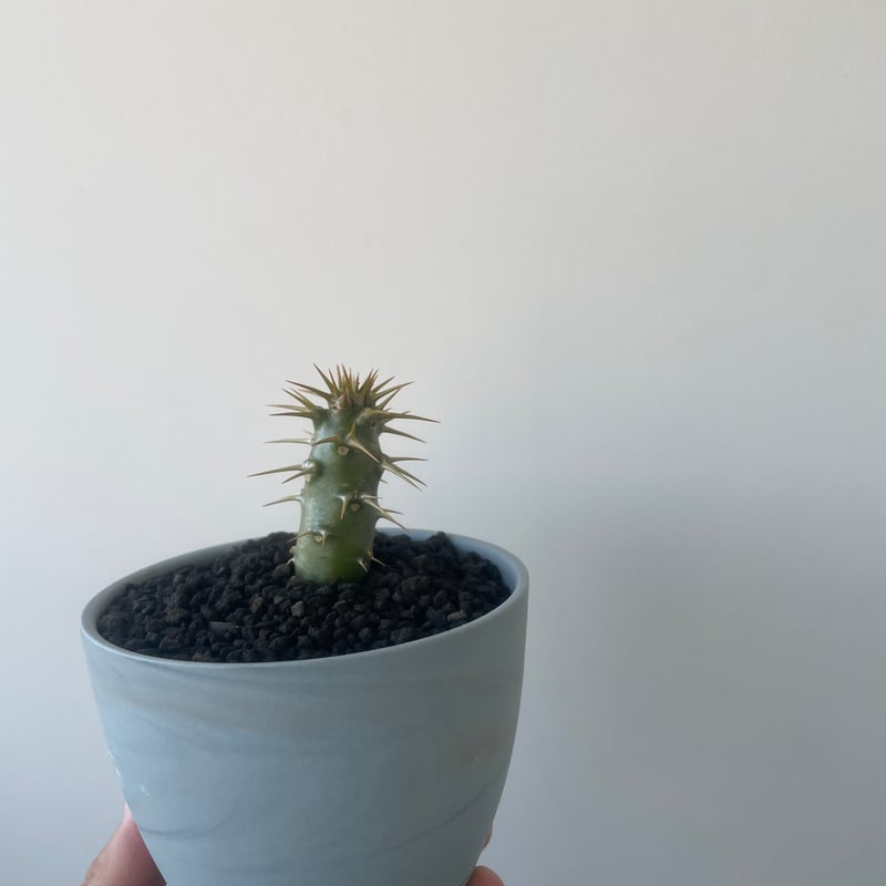 新着】Pachypodium ambongense × 北川和喜 陶器鉢【国内実生苗】パキポ