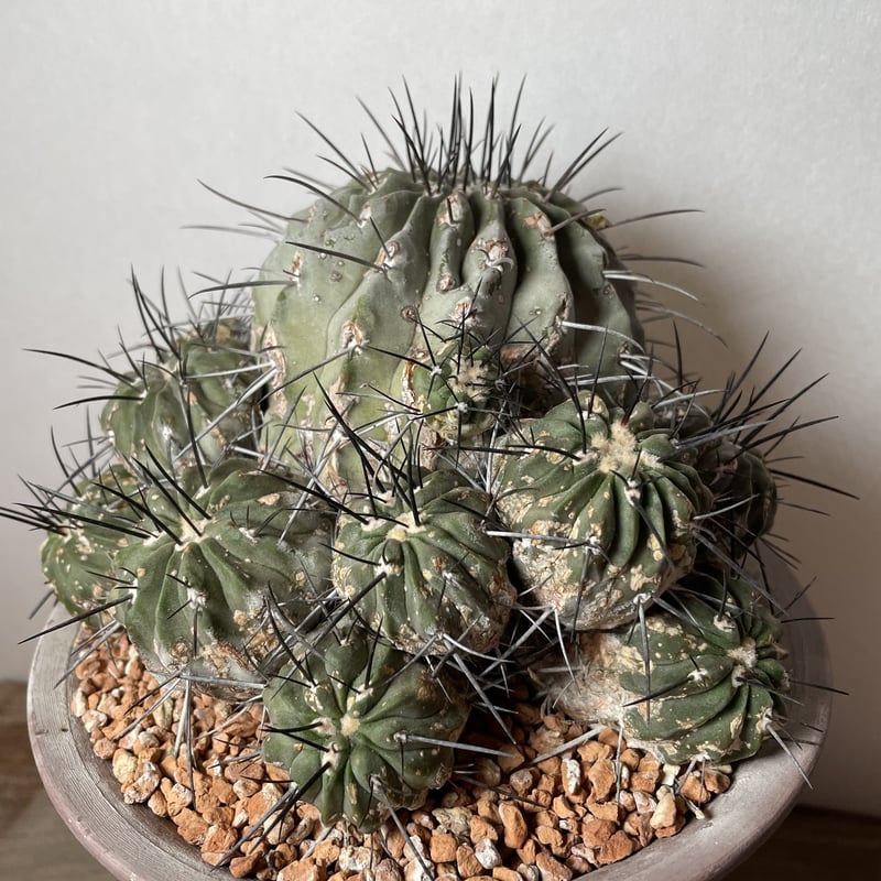 Copiapoa cinerea v. dealbata 黒士冠 現地球【店主の私物を半日だけ...