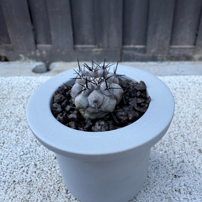 黒王丸　コピアポア　copiapoa cinerea VALIEM 鉢セット 新着】Copiapoa cinerea × VALIEM GHOST【俺の黒王丸】コピアポア