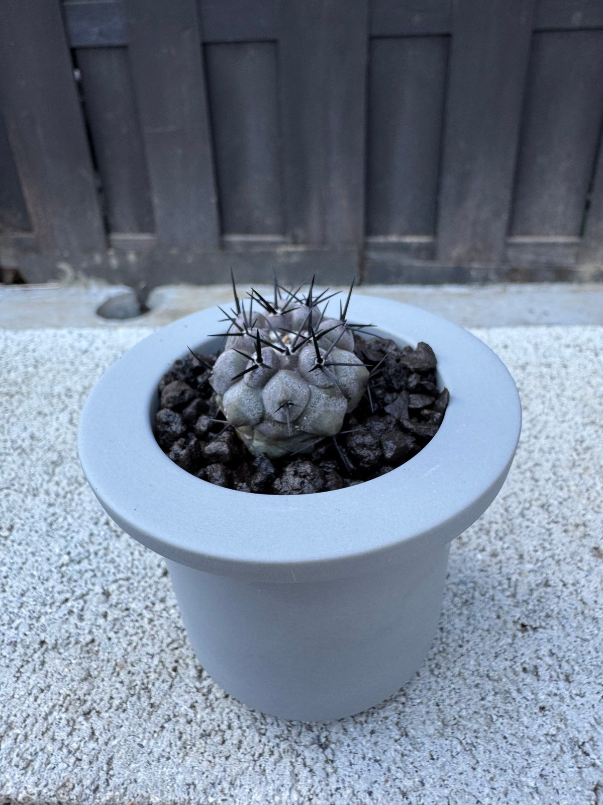 新着】Copiapoa cinerea × VALIEM GHOST【俺の黒王丸】コピアポア