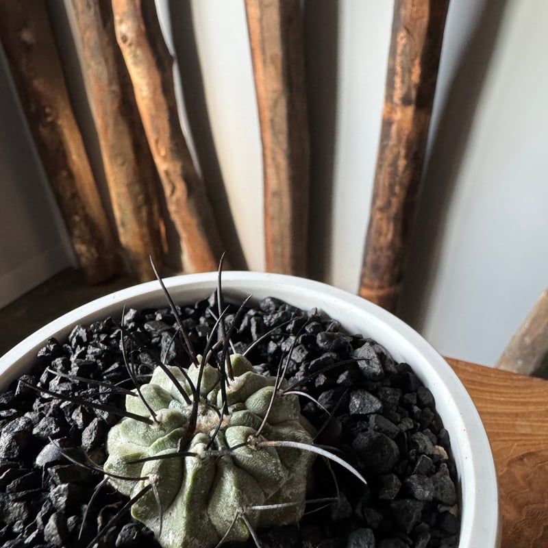 コピアポア 黒士冠ダブルベッド× NEIGHBORHOOD SRL コピアポア 黒士冠ダブルベッド× NEIGHBORHOOD SRL Lサイズ