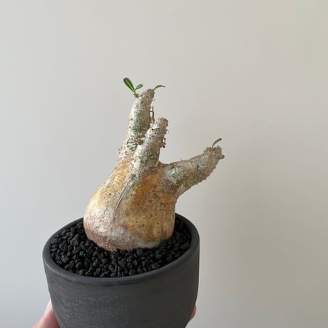 【新着】Pachypodium inopinatum × VALIEM BITTER【Ssize】パキポディウム イノピナツム