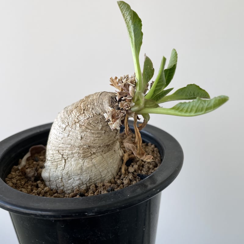 Euphorbia primulifolia【愛くるしいイモ系塊根】ユーフォルビア ...