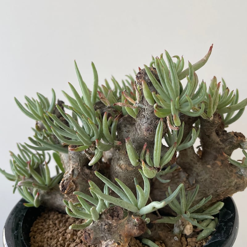 極上逸品】Tylecodon pearsonii【最高な冬型塊根】チレコドン