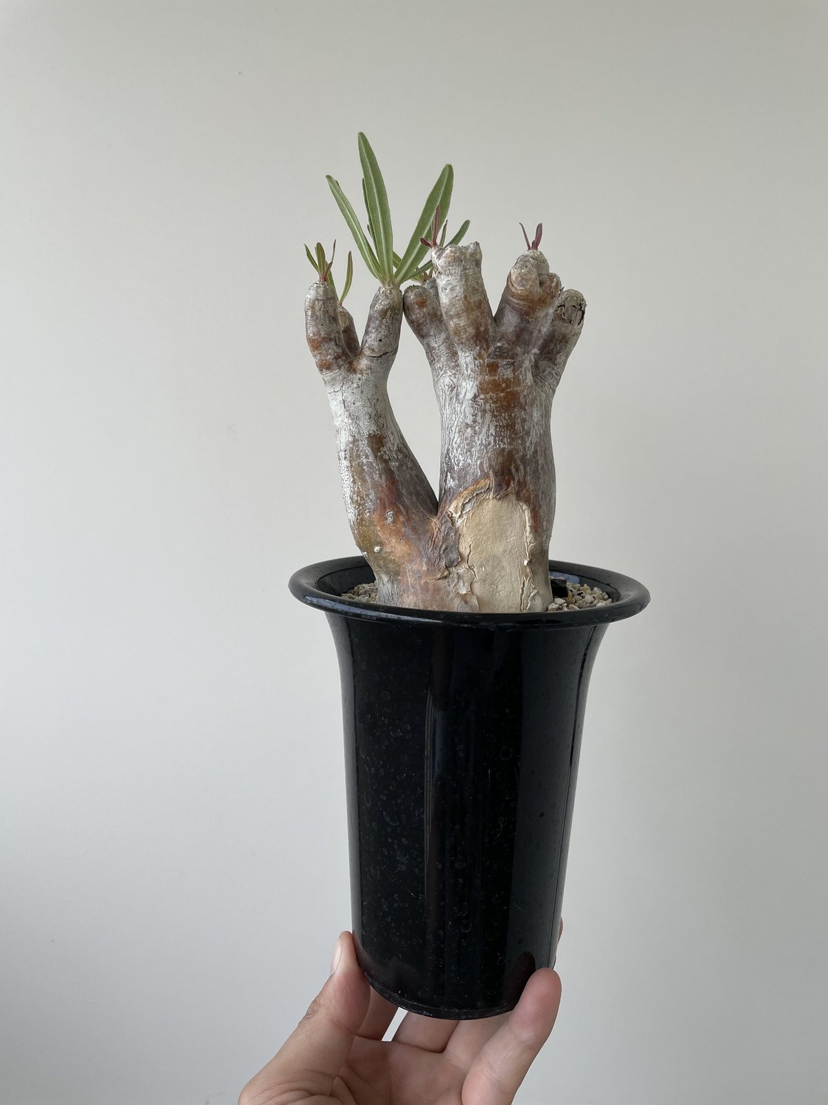 希少】パキポディウムイノピナツム発根済み大きめ