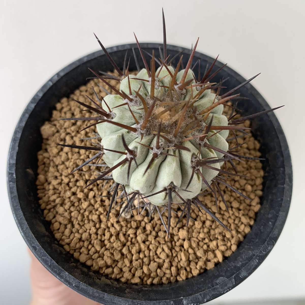 現地球】Copiapoa cinerea var.columna-alba1【孤竜丸】 | ...