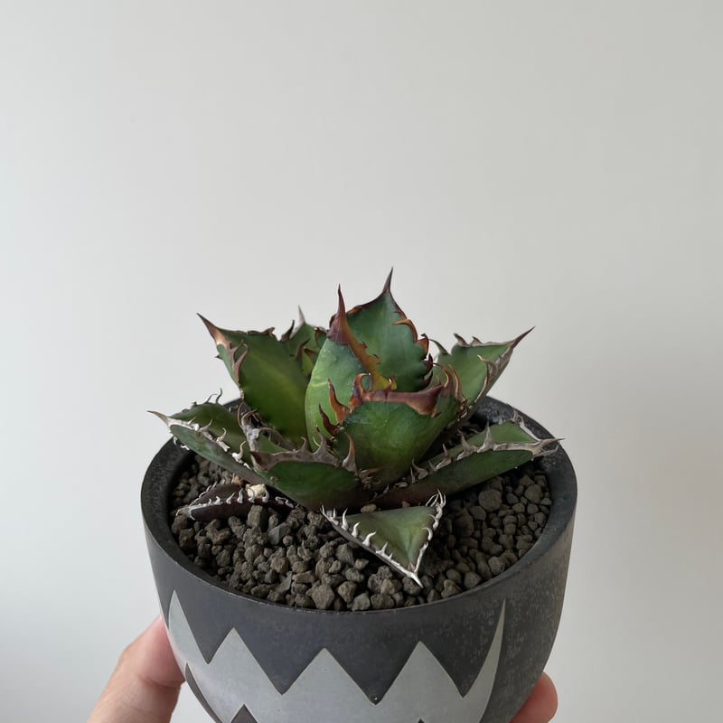 新着】Agave titanota Red Catweezle × VALIEM ACT3