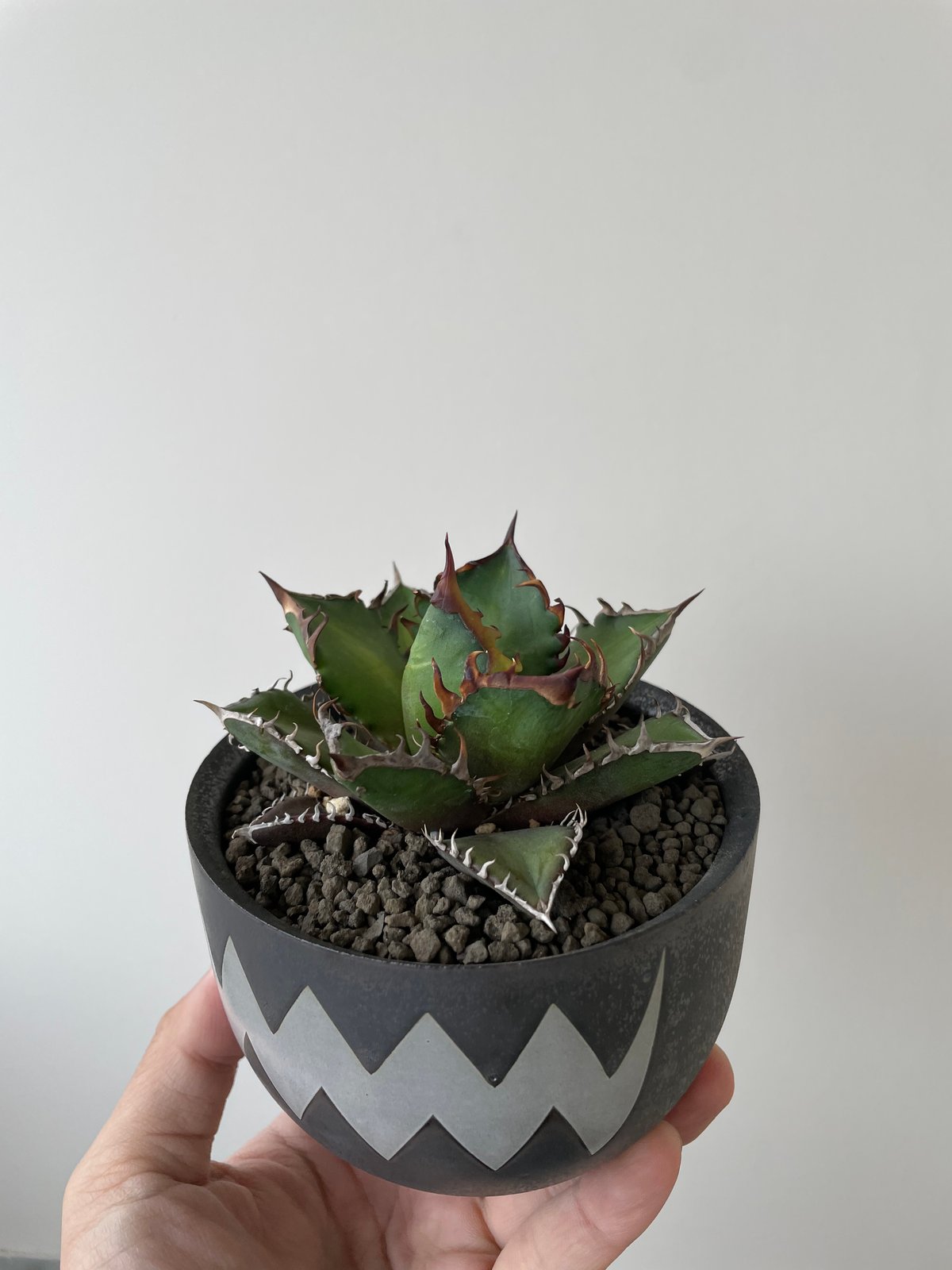 新着】Agave titanota Red Catweezle × VALIEM ACT3