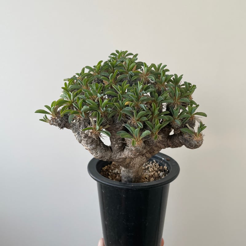 新着】Euphorbia guillauminiana【ぎっしり詰まった塊根植物】 ユーフォ