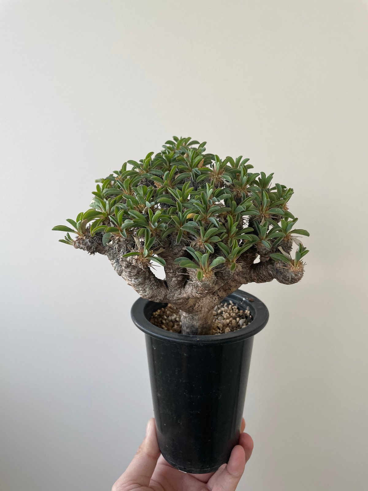 新着】Euphorbia guillauminiana【ぎっしり詰まった塊根植物】 ユーフォ