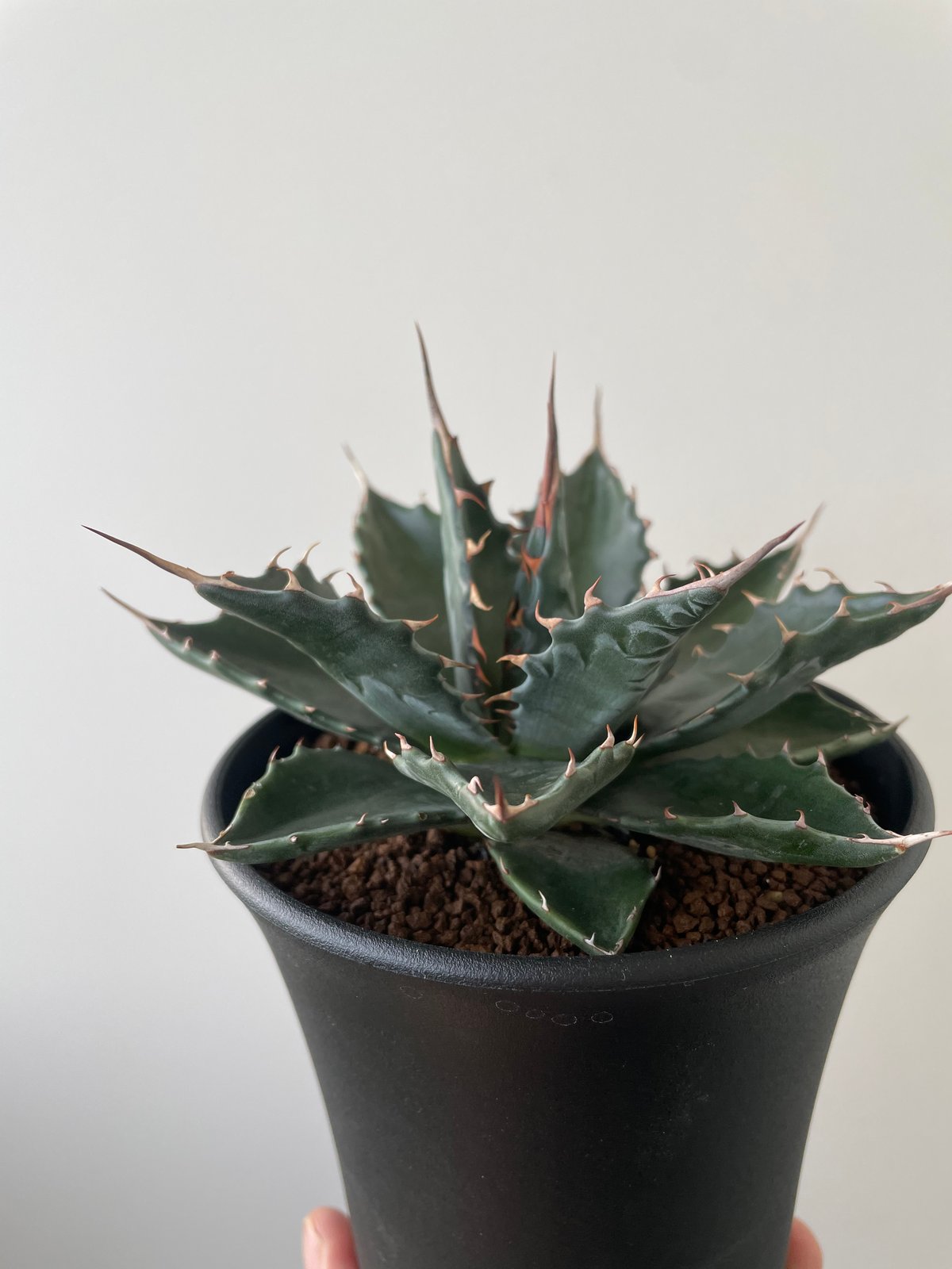 ま*ょ様 アガベ モンタナ白覆輪 新種 アガベ モンタナ 白覆輪斑 レア種