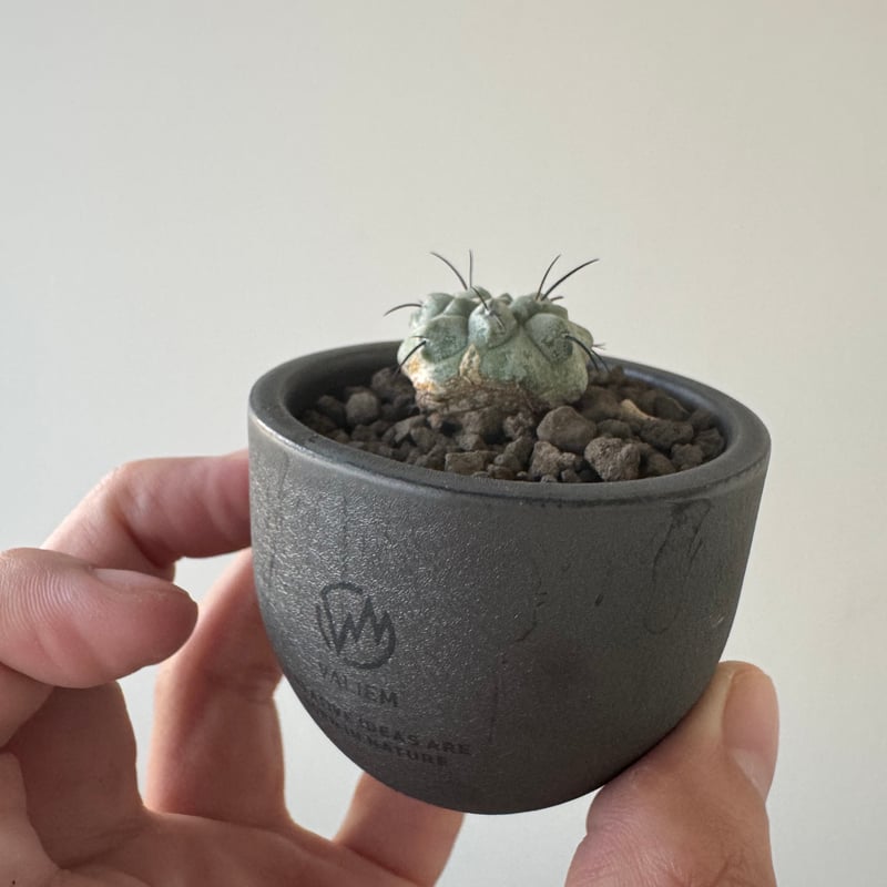 黒士冠＆valiem 新着】Copiapoa dealbata × VALIEM BABY【俺の黒士冠】コピアポア