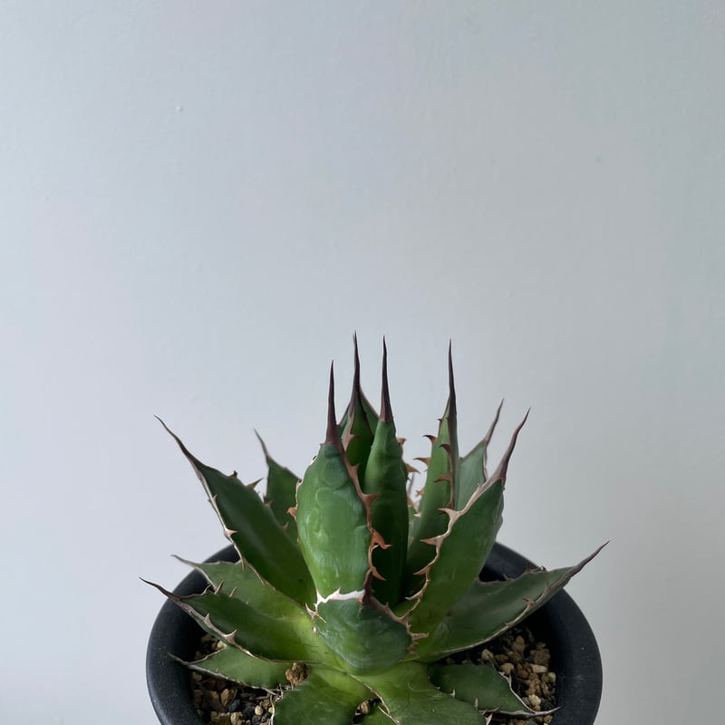 新着・長野県産】Agave Horrida 【間違えなく美しい優良株】 アガベ