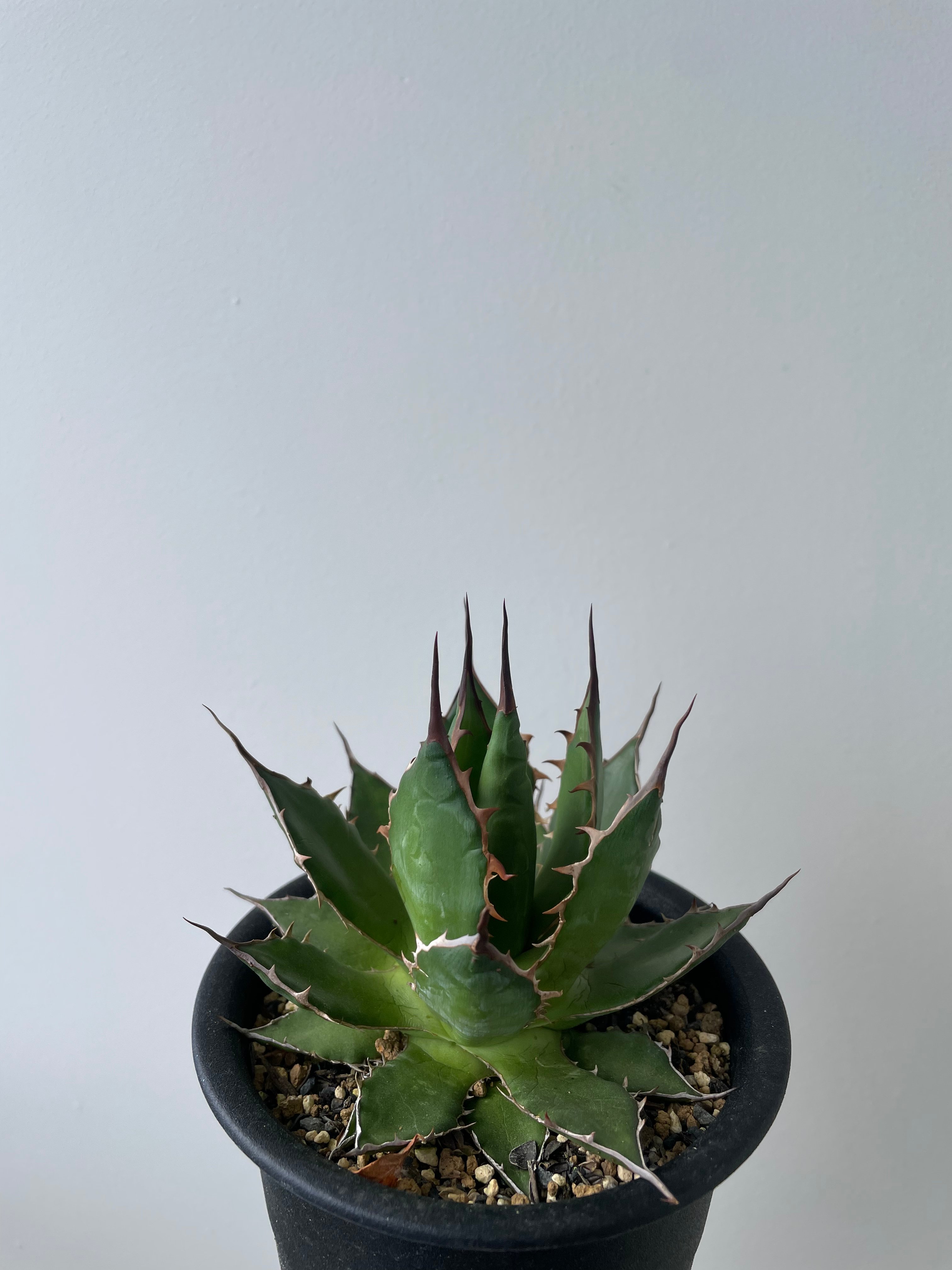 新着・長野県産】Agave Horrida 【間違えなく美しい優良株】 アガベ