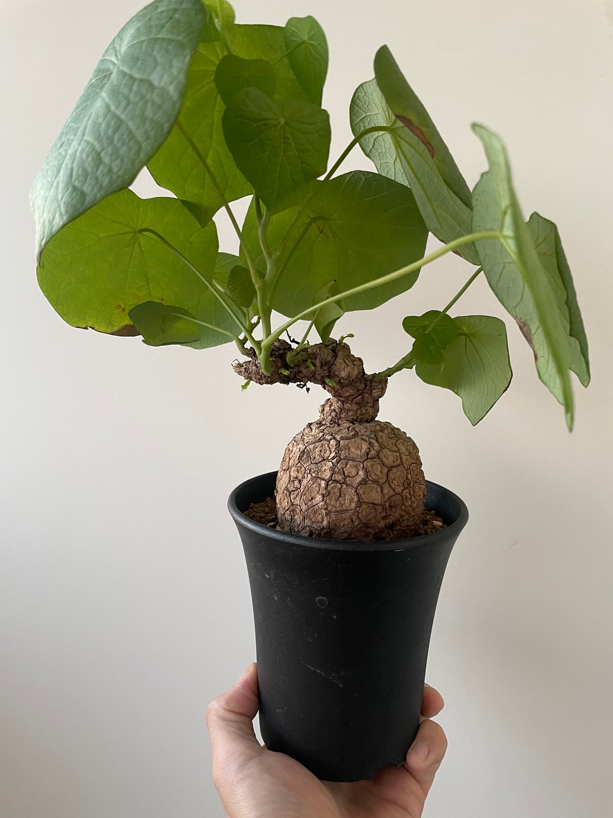 ステファニアスベローサ 塊根植物 レフトボタニカル left