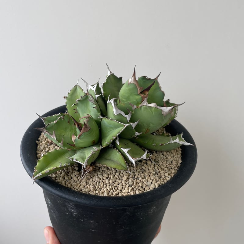 新着】Agave titanota triple head【極上品の大株】 アガベ チタノタ