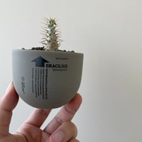 ハイパーポットクリエイター阿萬　鉢 新着】ハイパーポットクリエイター 