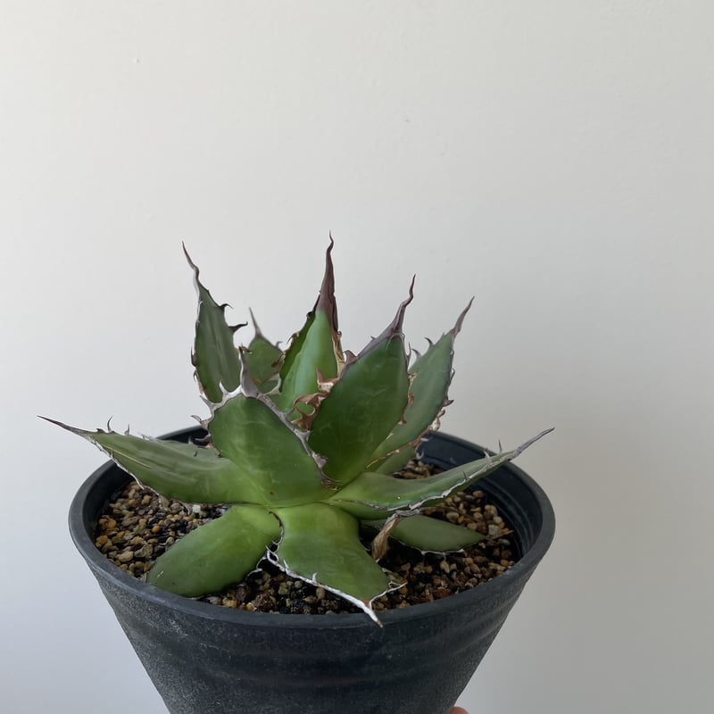 特大 アガベ ホリダ 強刺タイプ 現地株 発根済み 選抜個体 鉢のまま発送