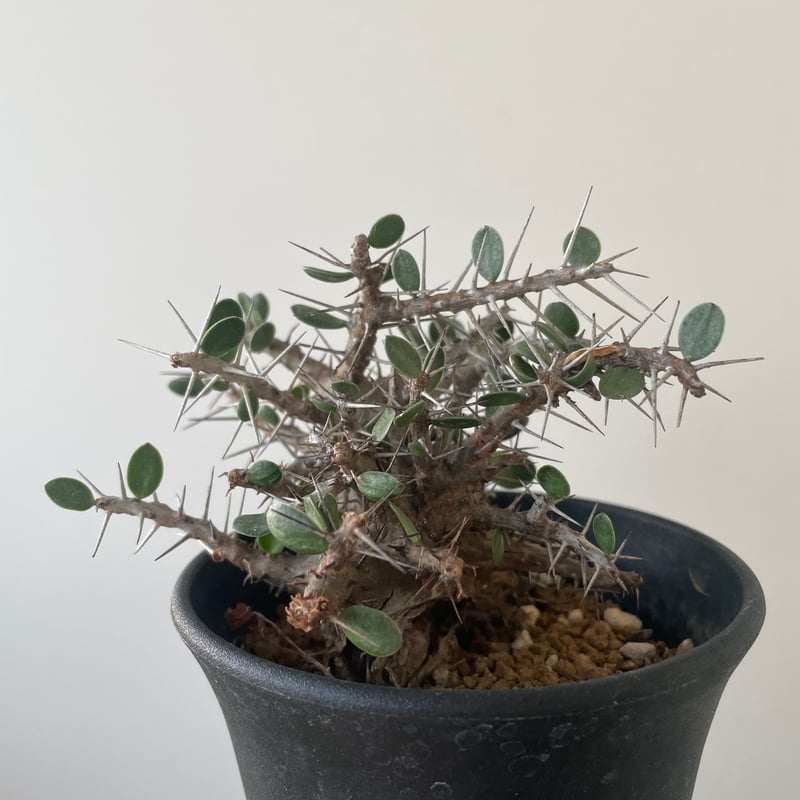 新着】Alluaudia comosa アローディア コモサ 【引き締まった塊根植物