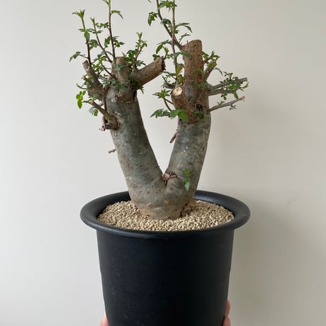 ブルセラミクロフィラ　実生　ブルセラ　コミフォラ Bursera microphilla【ブルセラ・ミクロフィラ・実生】 | RIMO'S GREEN