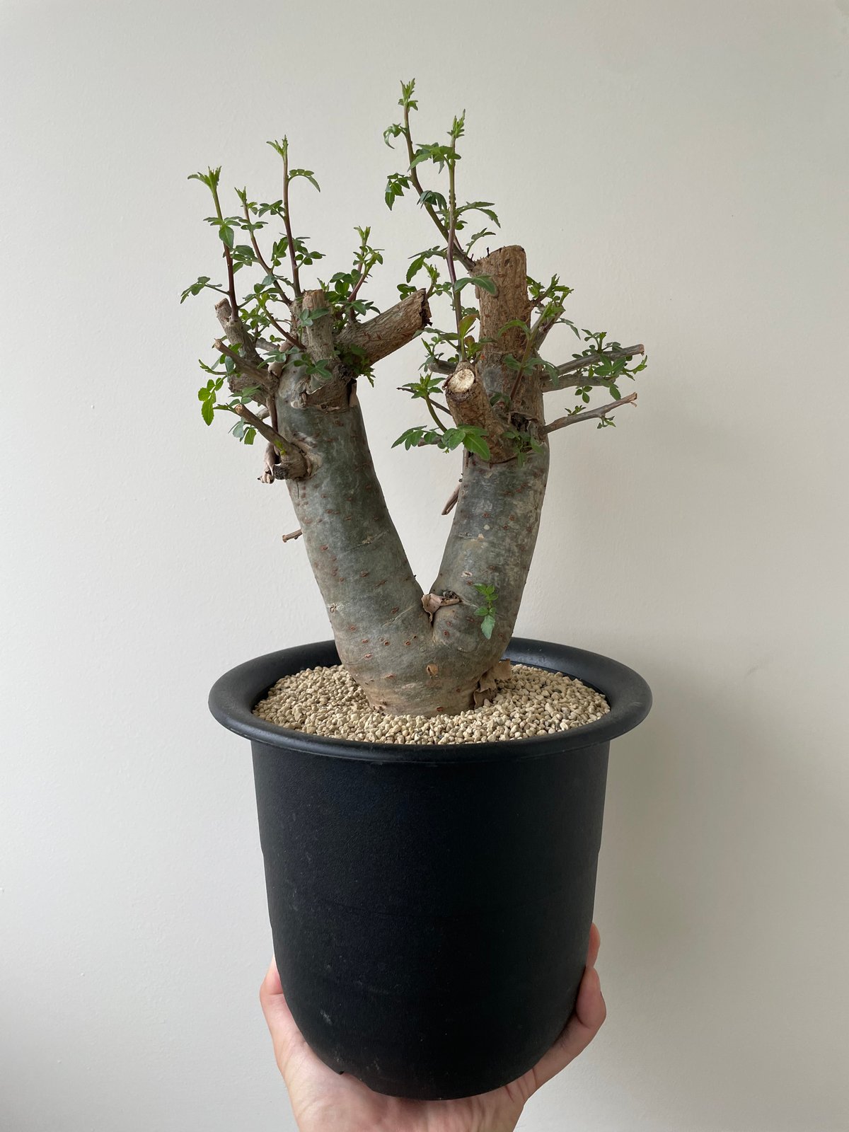 新着・極上逸品】Bursera fagaroides 【最高に極太の潅木】ブルセラ ファガロ...