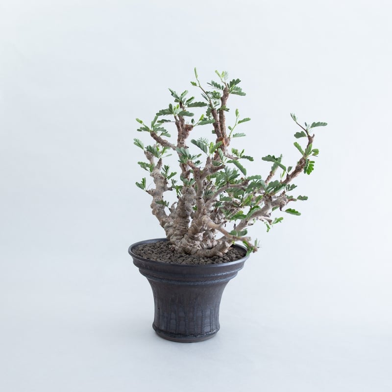 Senna meridionalis