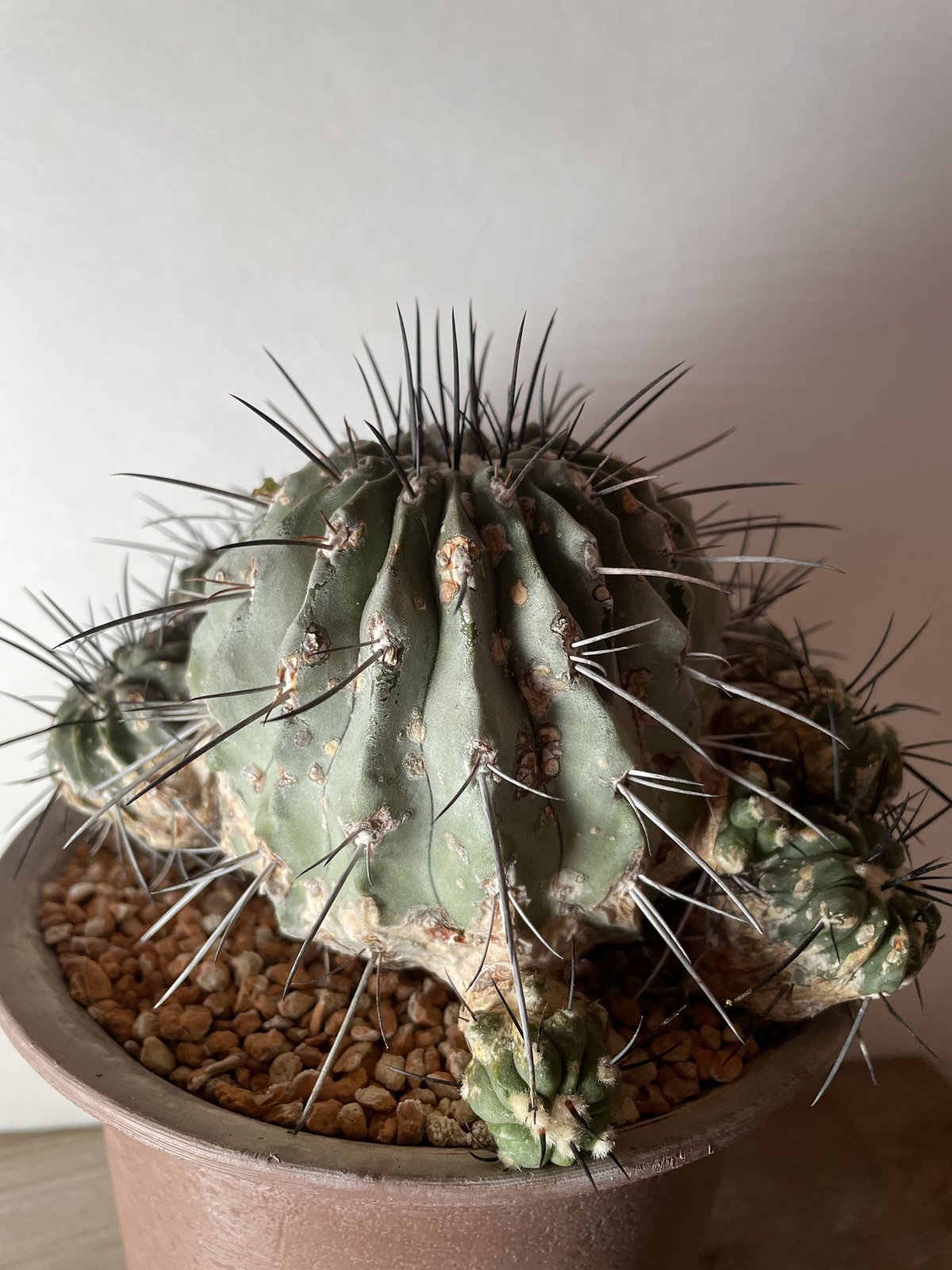 黒士冠/群生/現地/Copiapoa cinerea v. dealbata