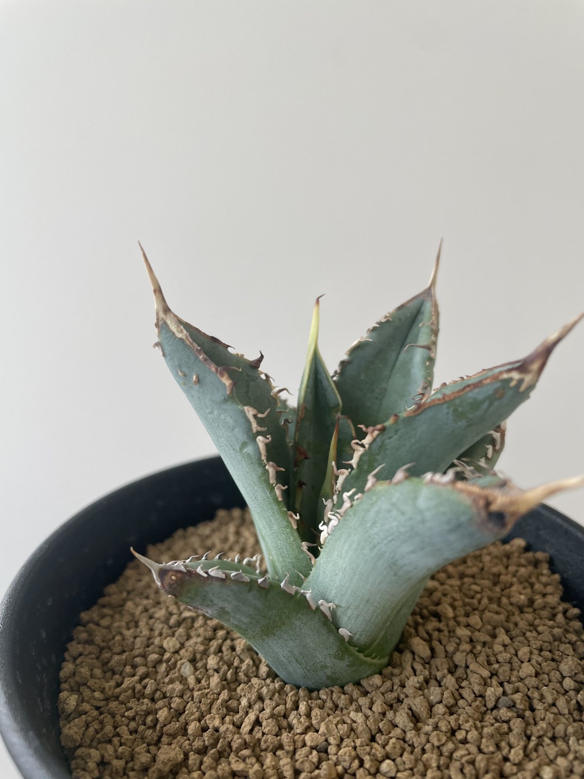 アガベチタノタ　ノーネーム ② 裏棘あり アガベチタノタ ノーネーム ② 裏棘あり 【公式通販】