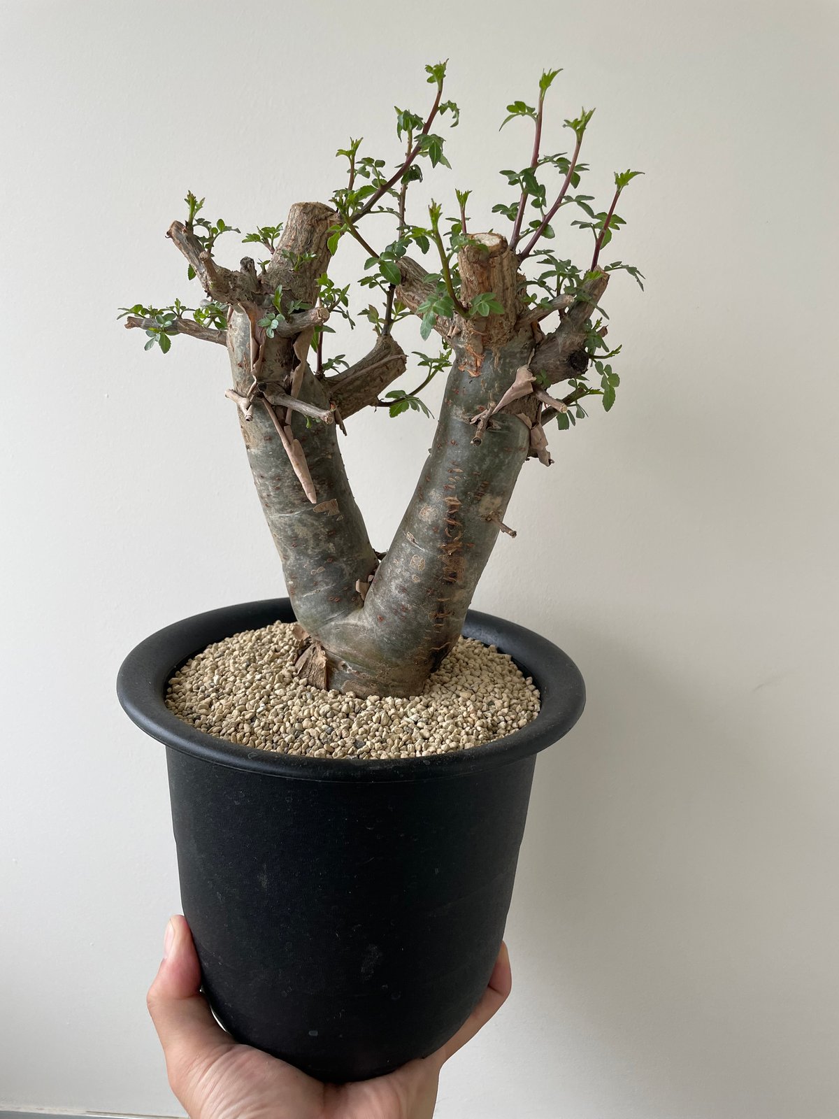 新着・極上逸品】Bursera fagaroides 【最高に極太の潅木】ブルセラ