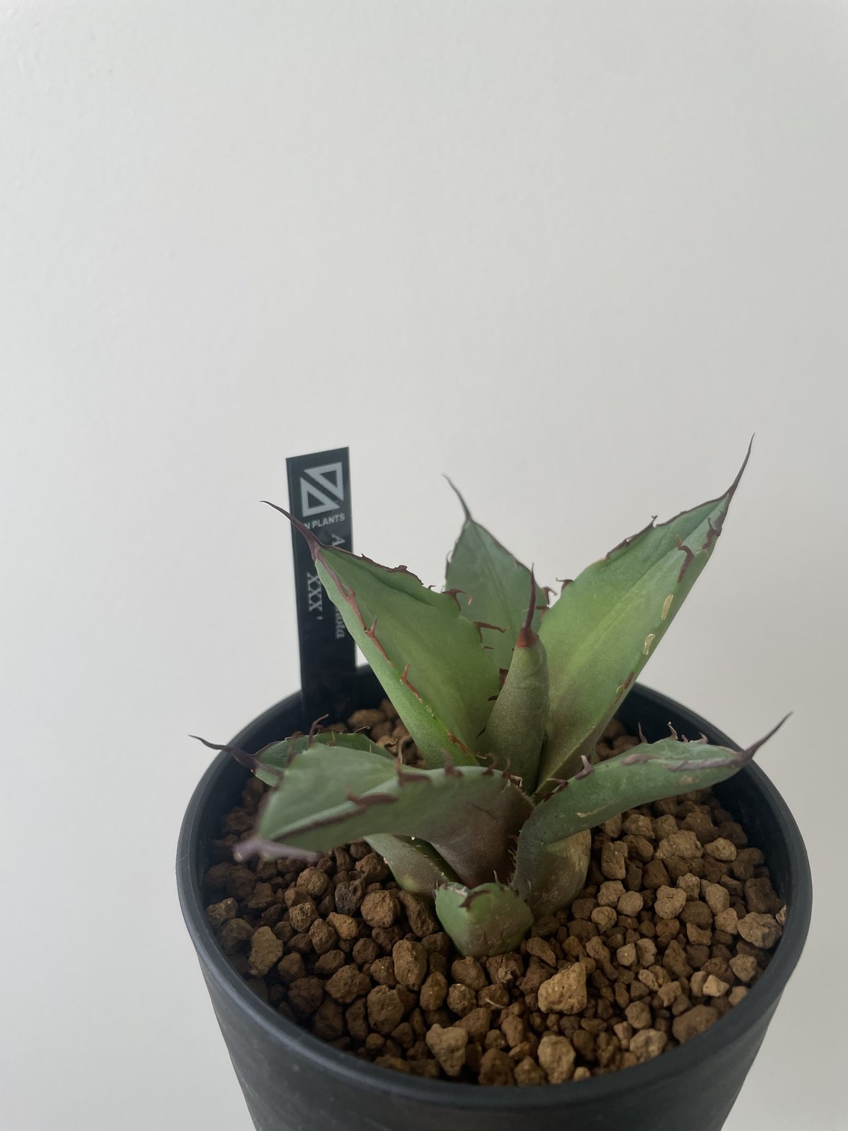 アガベ スーパーチタノタ 鉢付き 【公式通販】