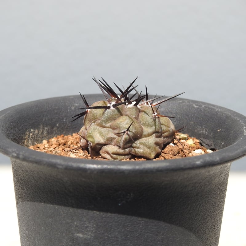 新着】Copiapoa cinerea【黒王丸・選抜実生】コピアポア・シネレア | 青坊主-...