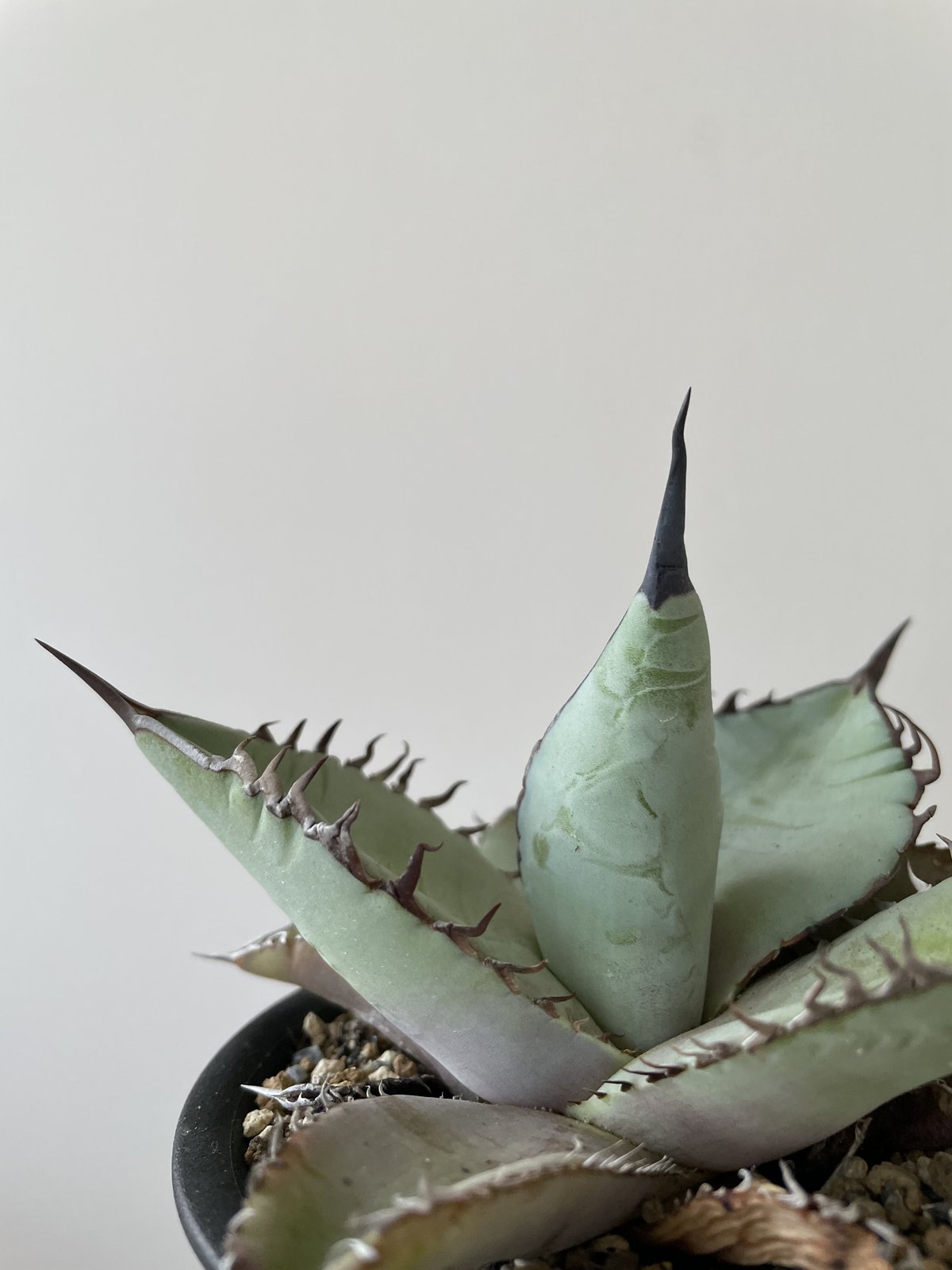 アガベ チタノタ X犀牛 子株A dennis051？ アガベ Agave Dennis 051