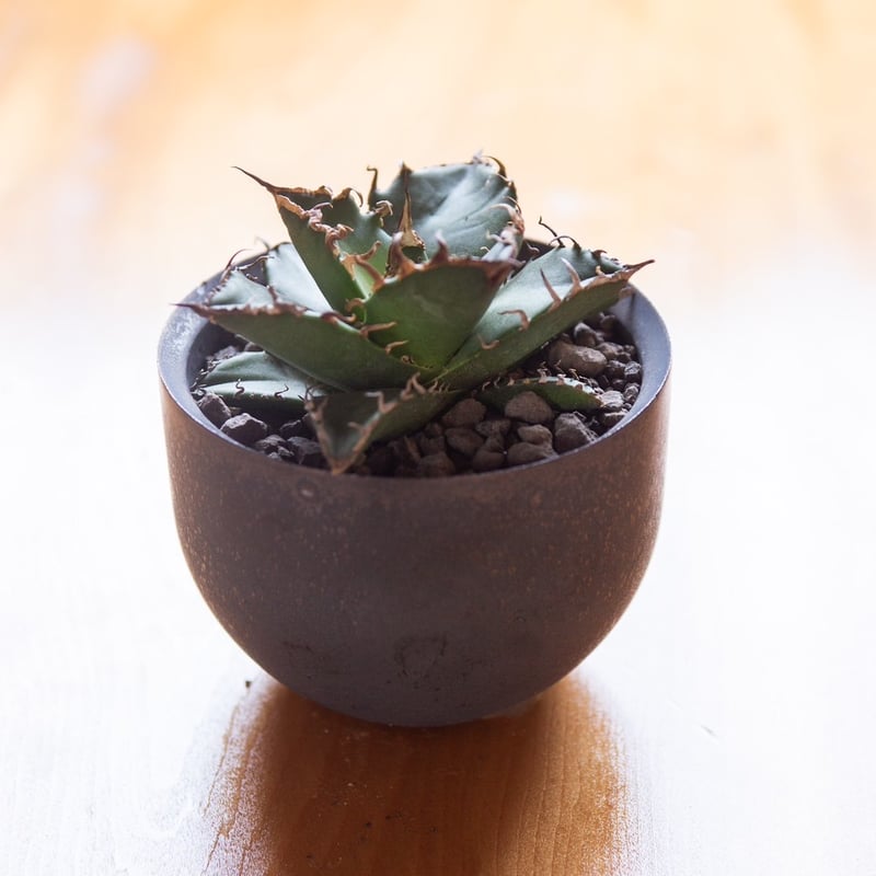 新着】Agave titanota 4 × VALIEM ACT3 青坊主別注Gray co