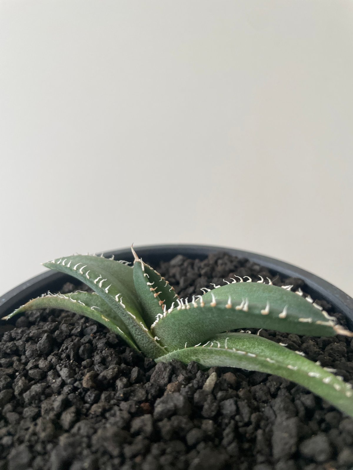 と*む様 agave oteroi siciliana 発根済み 子株 Yahoo!オークション