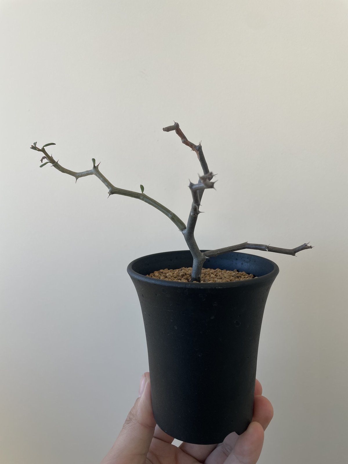 新着】Decarya madagascariensis ジグザクの木 【最高な枝振りのレア...