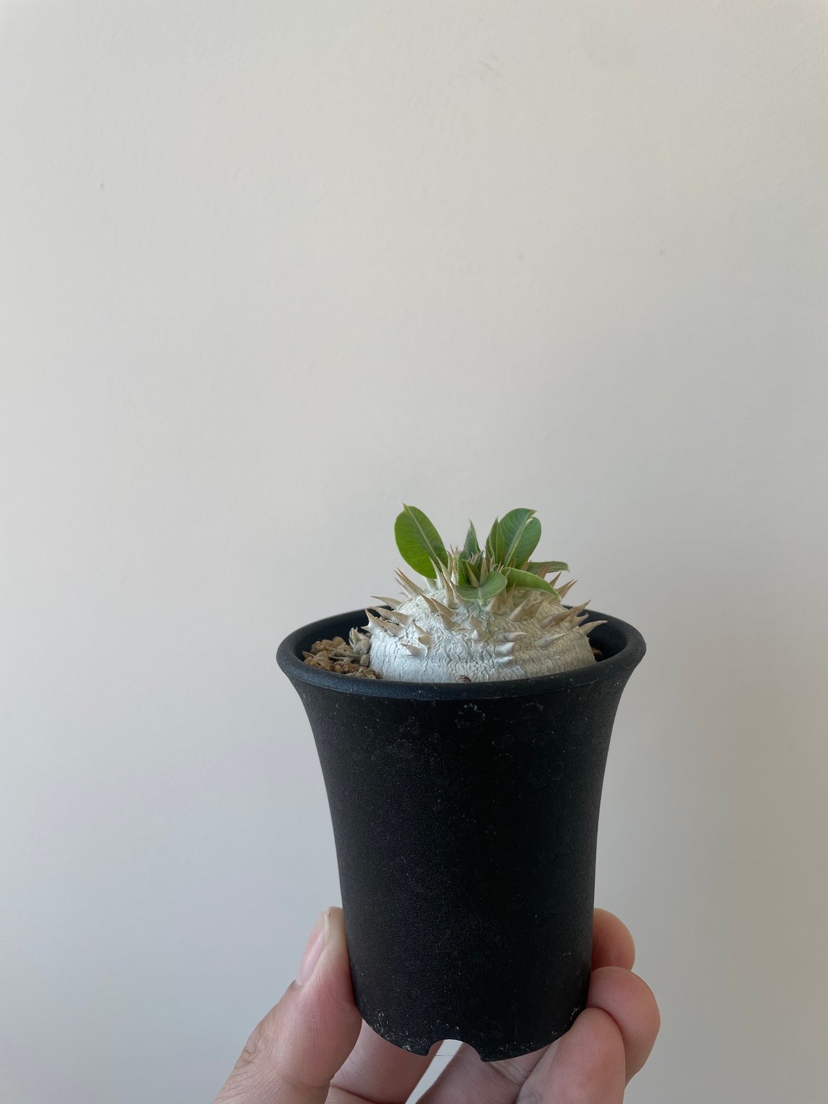 新着】Pachypodium brevicaule 1 恵比寿笑い 【黄色花が可愛い扁平な塊