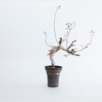 大株 灌木系 塊根植物 コミフォラ エイルCommiphora sp.Eyl fit=scale-down,w=1200
