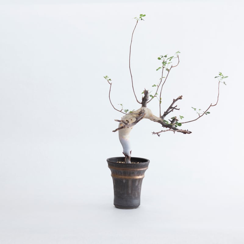 極上品】Commiphora kataf × deracine factory【店主コレクシ