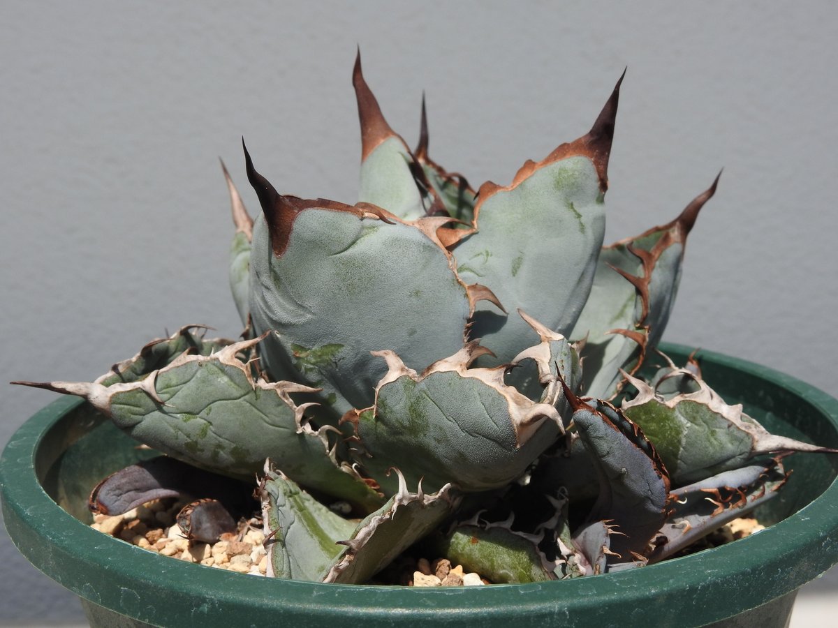 販売休止中です、胴切りチタノタ ブラックアンドブルー 販売休止中です